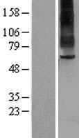 ls080834 tas1r2 human over expression lysates nm 152232 wb testing 1