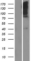 TAS1R1 Human Over-expression Lysates NM_138697