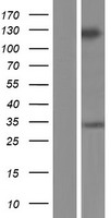 GRIP2 Human Over-expression Lysates NM_001080423