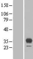 ls080864 egfl8 human over expression lysates nm 030652 wb testing 1