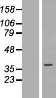 ls081034 slc25a32 human over expression lysates nm 030780 wb testing 1