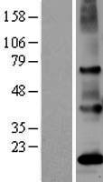 PSGR (OR51E2) Human Over-expression Lysates NM_030774