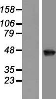 ls081488 gcom1 polr2m human over expression lysates nm 015532 wb testing 1