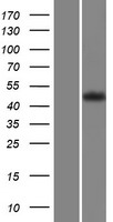 GPR63 Human Over-expression Lysates NM_030784
