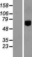 CDA08 (ITFG1) Human Over-expression Lysates NM_030790
