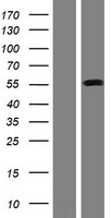 ls081539 slc38a1 human over expression lysates nm 001077484 wb testing 1