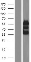 ls081558 fam117a human over expression lysates nm 030802 wb testing 1