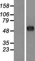 FAM130A1 (CSRNP2) Human Over-expression Lysates NM_030809