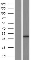 APOLD1 Human Over-expression Lysates NM_030817