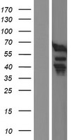 ls081608 fip1l1 human over expression lysates nm 001134938 wb testing 2
