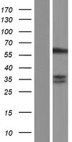 ls081609 snx27 human over expression lysates nm 030918 wb testing 1