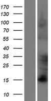 FAM83D Human Over-expression Lysates NM_030919
