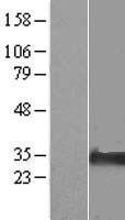 ls081614 nipa2 human over expression lysates nm 030922 wb testing 1