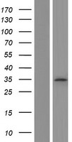 STK22C (TSSK3) Human Over-expression Lysates NM_052841