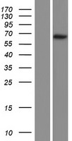 CCNL2 Human Over-expression Lysates NM_030937