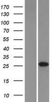 C6orf62 Human Over-expression Lysates NM_030939