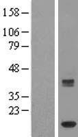 ISCA1 Human Over-expression Lysates NM_030940