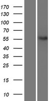 ls081831 neto2 human over expression lysates nm 018092 wb testing 1