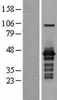 ls081875 isg20l2 human over expression lysates nm 030980 wb testing 1