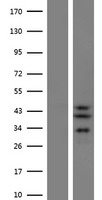SLC25A28 Human Over-expression Lysates NM_031212