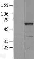 LRRC48 (DRC3) Human Over-expression Lysates NM_031294