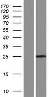 MAD3 (MXD3) Human Over-expression Lysates NM_001142935