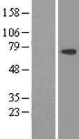ls083479 ddx59 human over expression lysates nm 001031725 wb testing 1