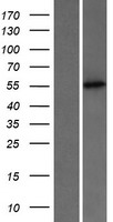 PUS3 Human Over-expression Lysates NM_031307