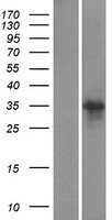 SCRT1 Human Over-expression Lysates NM_031309