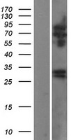 ls083546 rtbdn human over expression lysates nm 031429 wb testing 2