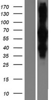 ls083547 rilp human over expression lysates nm 031430 wb testing 1