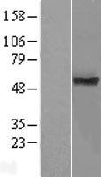 ls083590 tmub1 human over expression lysates nm 001136044 wb testing 2