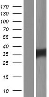 ls083639 tex101 human over expression lysates nm 001130011 wb testing 2