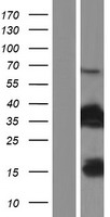FAM107B Human Over-expression Lysates NM_031453