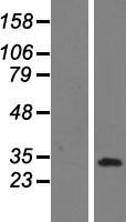 ls083643 coiled coil domain containing protein 3 ccdc3 human over expression lysates nm 031455 wb testing 1