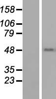 ls083659 tekt1 human over expression lysates nm 053285 wb testing 1