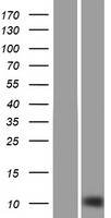 SH3BGRL2 Human Over-expression Lysates NM_031469
