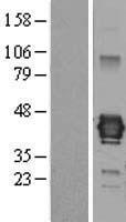 Junctional Adhesion Molecule C (JAM3) Human Over-expression Lysates NM_032801