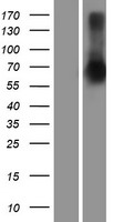 SETDB2 Human Over-expression Lysates NM_001160308