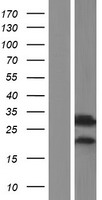 ls083871 rab34 human over expression lysates nm 001144942 wb testing 3