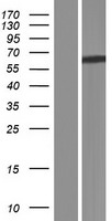 ls083875 bco2 human over expression lysates nm 001037290 wb testing 2