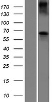 ls083875 bco2 human over expression lysates nm 031938 wb testing 1