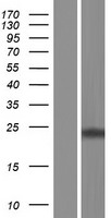 ls083876 mro human over expression lysates nm 001127174 wb testing 2