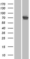 USHBP1 Human Over-expression Lysates NM_031941