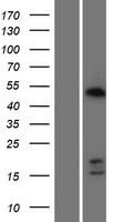 CDCA7 Human Over-expression Lysates NM_031942