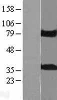 ls083892 kctd10 human over expression lysates nm 031954 wb testing 1