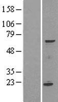 ls083893 spata16 human over expression lysates nm 031955 wb testing 1