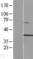 ls083894 ttc29 human over expression lysates nm 031956 wb testing 1