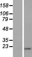 ls083895 krtap1 5 human over expression lysates nm 031957 wb testing 1