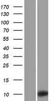 KRTAP3-2 Human Over-expression Lysates NM_031959